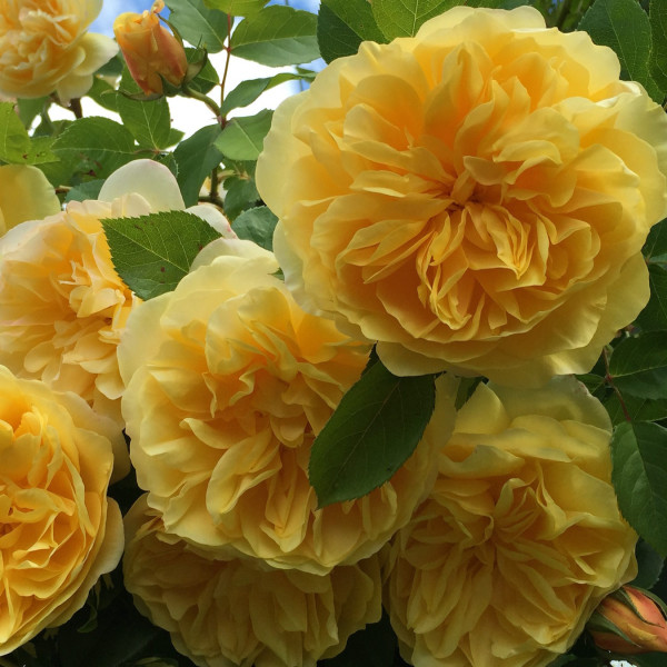 Роза Голден Зест(Golden Zest)