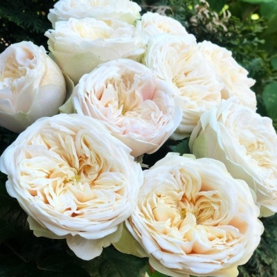 Роза Евгения (Eugenie)