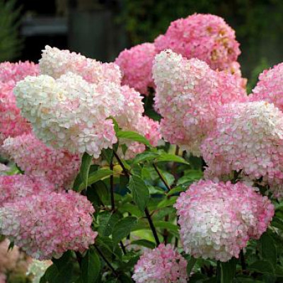 Гортензия Ванилла Фрайз(Vanille Fraise)2 и 3 года
