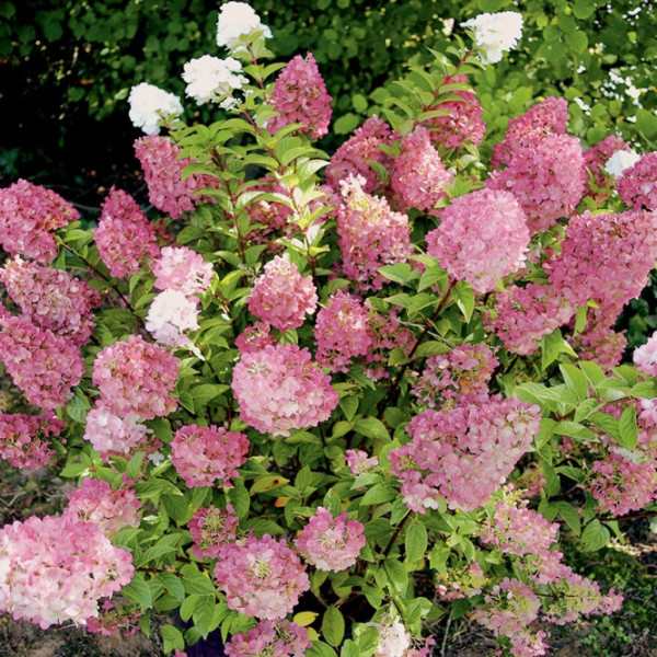 Гортензия Сандей Фрайз(Sandae Fraise)