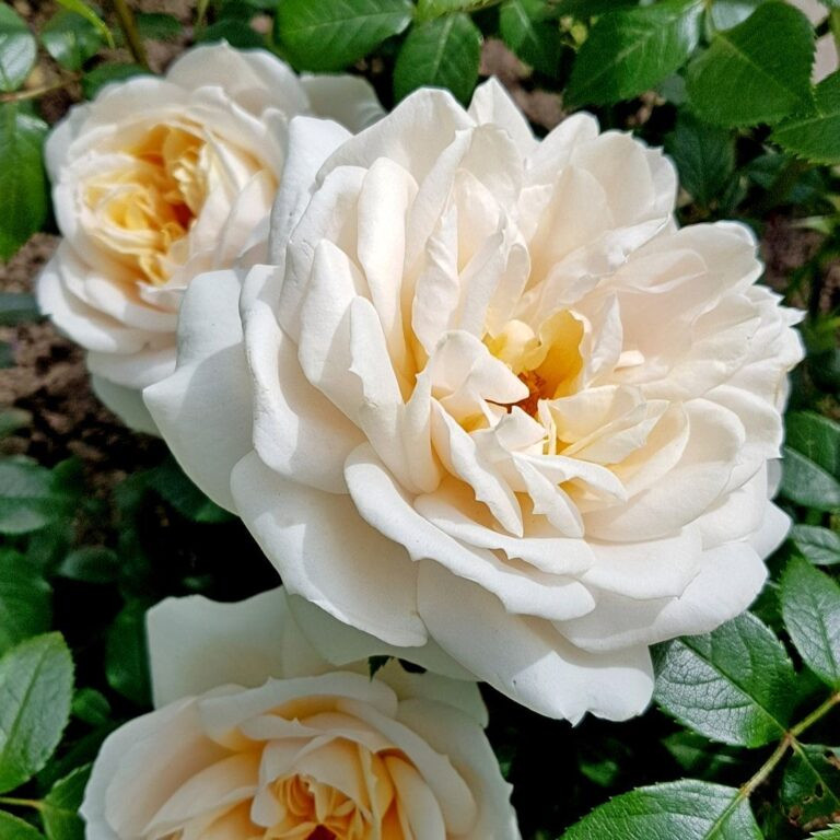 Лионс Роуз(Lions Rose)