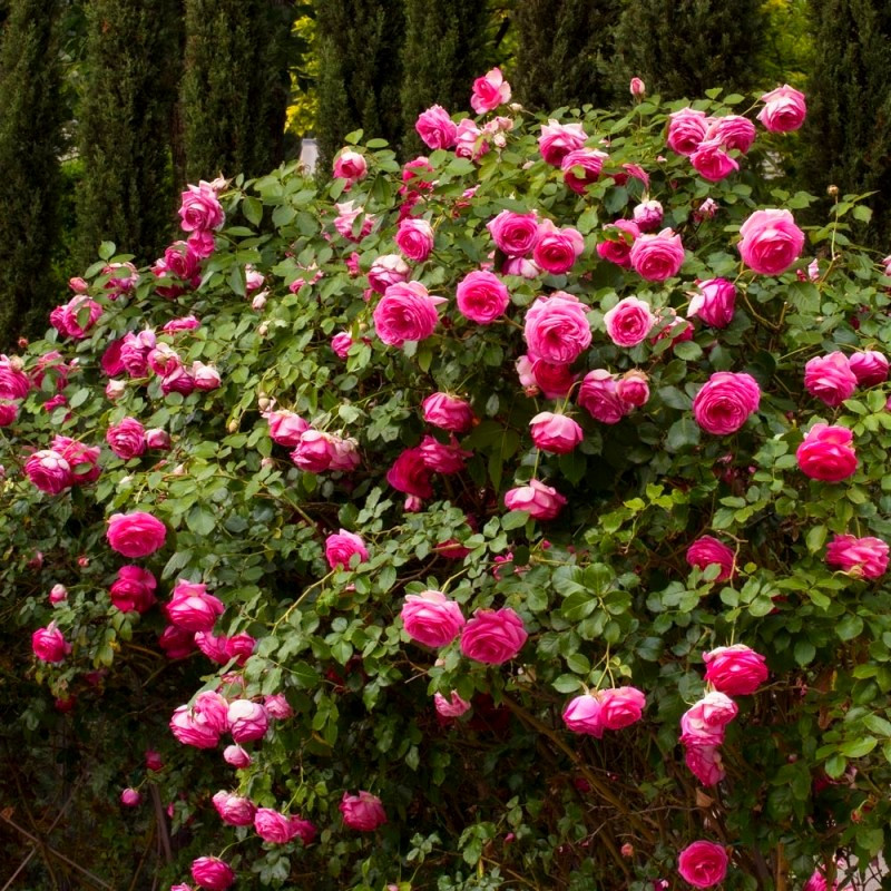 Цикламен пьер де Ронсар(Cyclamen Pierre de Ronsard)
