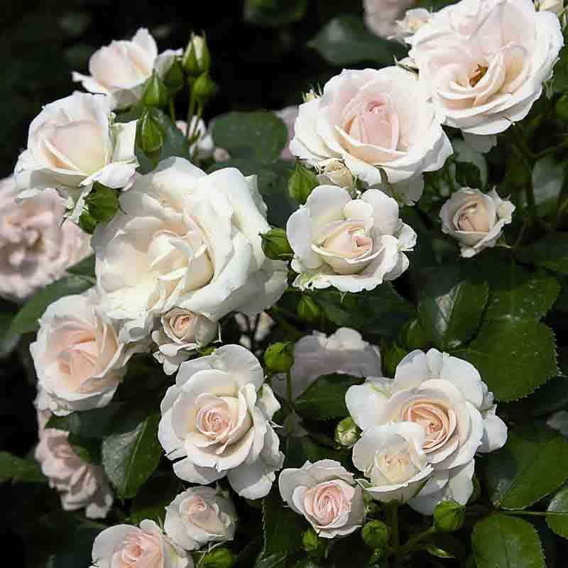 Аспирин(Aspirin Rose)