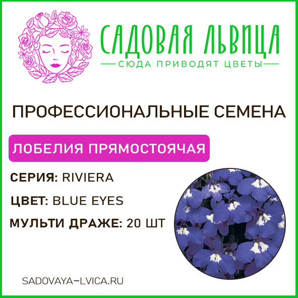 Лобелия ривьера блю айс( Riviera blue eyes)
