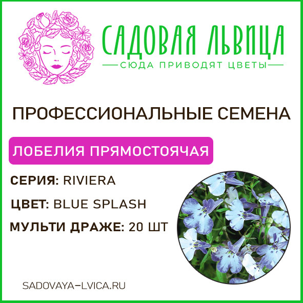 Лобелия ривьера блю сплеш (Riviera Blue Splash)