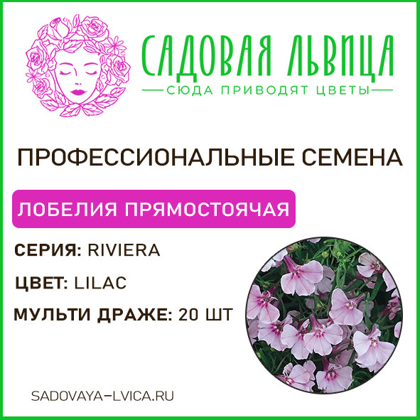 Лобелия ривьера лилак(riviera lilac)