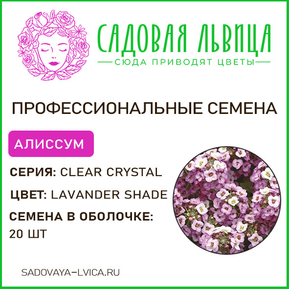 Алиссум клир кристалл лавандер шайд (Clear crystal lavender shade)