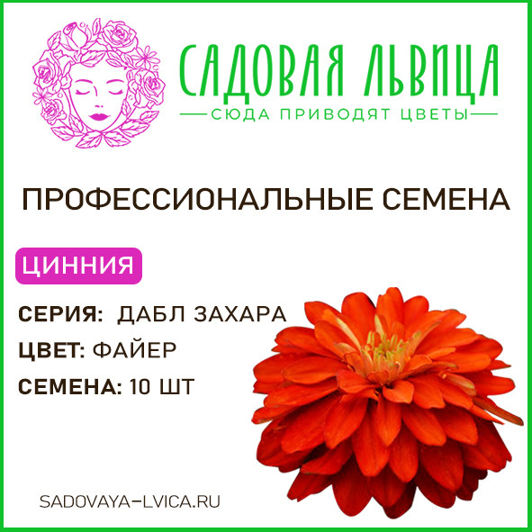 Цинния Захара Дабл Файер(Zahara Double Fire)