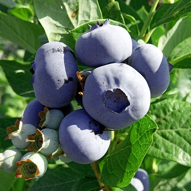 Голубика Блюкроп(Bluecrop)