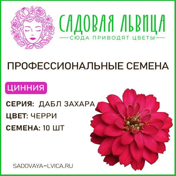 Цинния Захара Дабл Черри (Zahara Double Cherry)