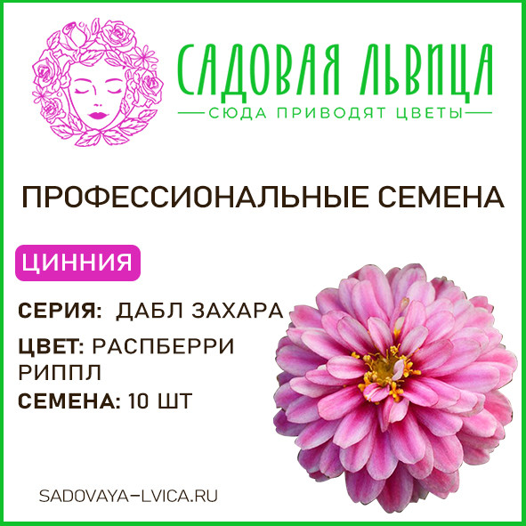 Цинния Захара Дабл Распберри Риппл(Zahara Double Raspberry Ripple)