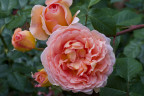 Абрахам дерби(Abraham Darby)