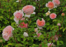 Абрахам дерби(Abraham Darby)