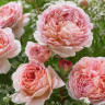 Абрахам дерби(Abraham Darby)
