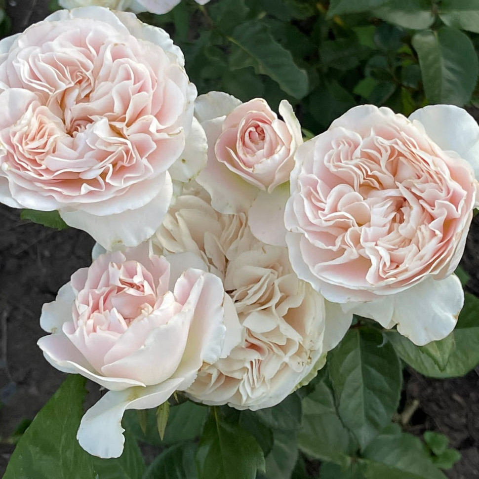 Роза Шифон(Chiffon)
