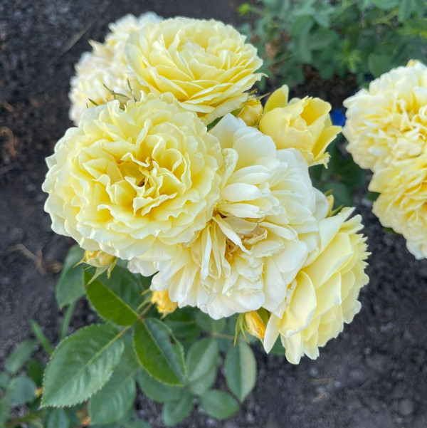 Роза Анни Дюпрей(Anny Duperey)