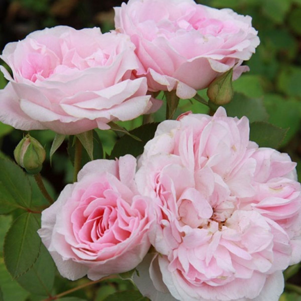 Морден Блаш(Morden Blush)
