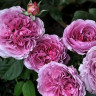 Роза Лавандер Айс (Lavender Ice)