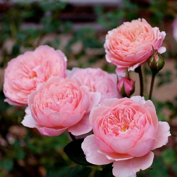 Зе алнвик роуз(The Alnwick Rose)