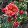 Роза Кенсингтон Гарденс(Kensington Gardens)