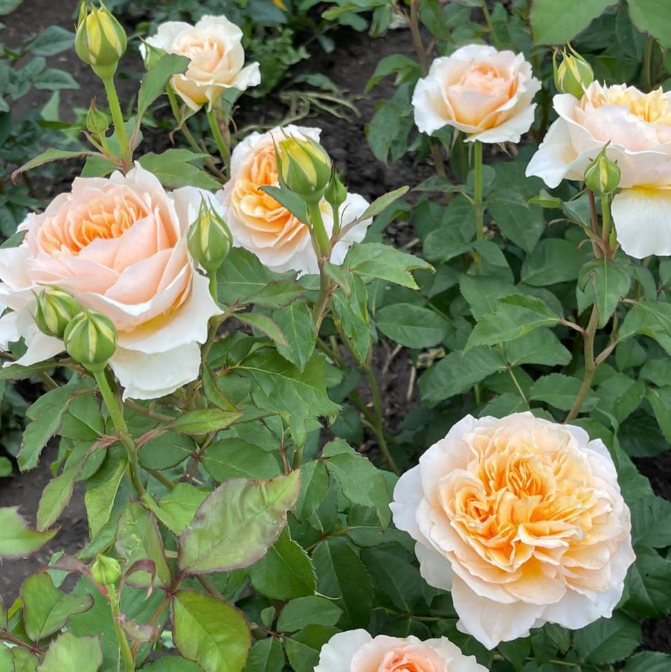 Роза Эффи (Effie)