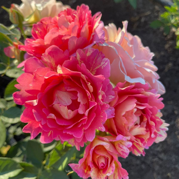 Роза Роз де Систерсьян (Rose des Cisterciens)