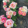 Роза Роз де Систерсьян (Rose des Cisterciens)